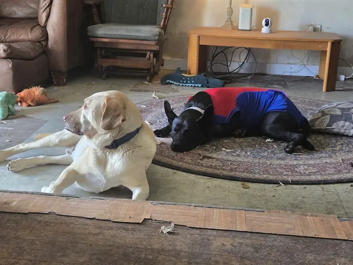 Best Care Animal Hospital Picture 8