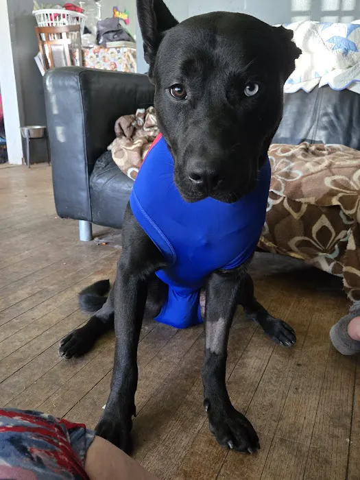 Best Care Animal Hospital Picture 10