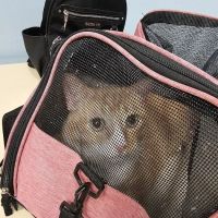 Best Care Animal Hospital ico