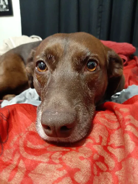 Best Care Animal Hospital Picture 6