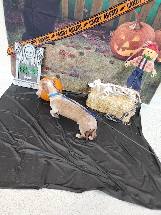 VCA Champions Northwest Animal Hospital Picture 9