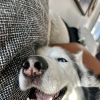 VCA Champions Northwest Animal Hospital ico