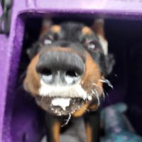 Affordable Pet Clinic Kingwood ico