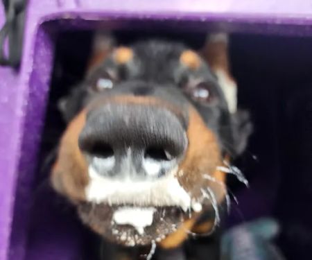 Affordable Pet Clinic Kingwood