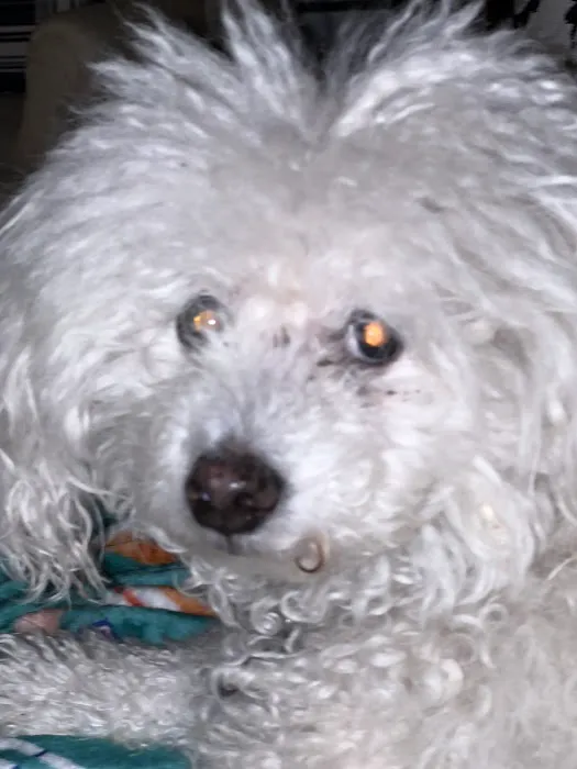 Clear Springs Animal Hospital Picture 5