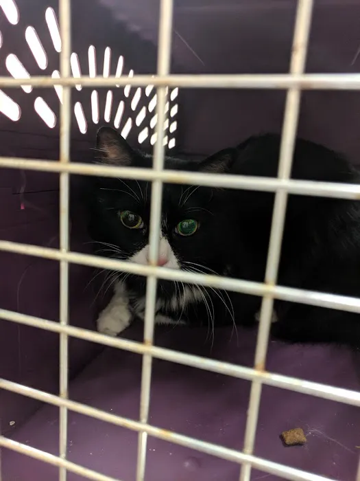 Clear Springs Animal Hospital Picture 2