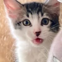 Magnolia Creek Animal Hospital ico