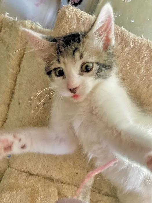 Magnolia Creek Animal Hospital Picture 2