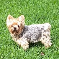 League City Animal Clinic ico