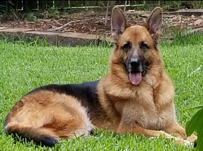 League City Animal Clinic Picture 7