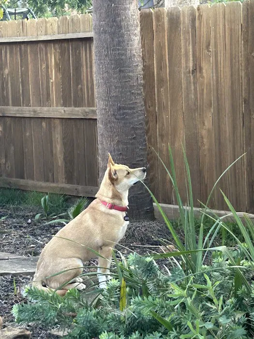 League City Animal Clinic Picture 4