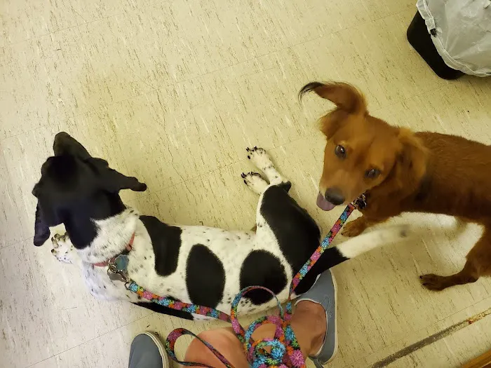 SNIP of Texas Spay/Neuter Picture 7
