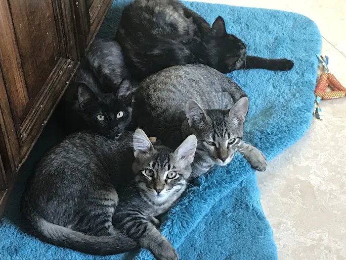 SNIP of Texas Spay/Neuter Picture 2