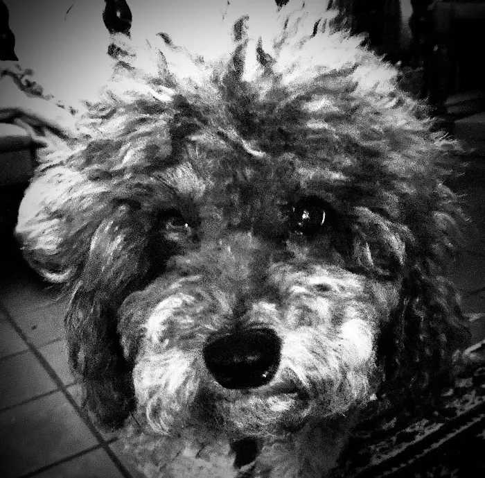 Forest Lake Animal Clinic Picture 3