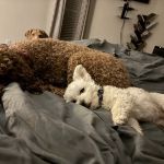 Clear Creek Animal Hospital