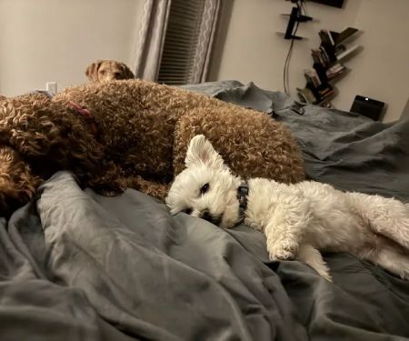 Clear Creek Animal Hospital