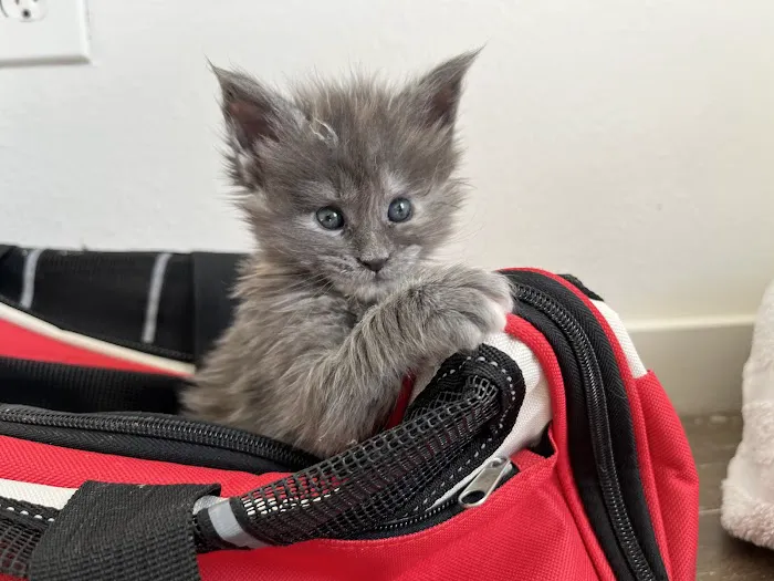 Marina's Maine Coons Picture 7