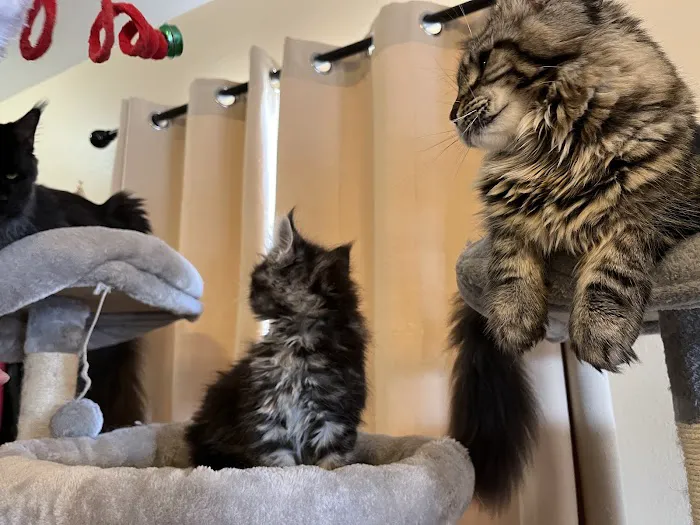Marina's Maine Coons Picture 8