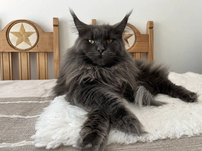 Marina's Maine Coons Picture 2