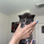 Marina's Maine Coons
