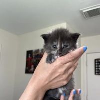 Marina's Maine Coons ico