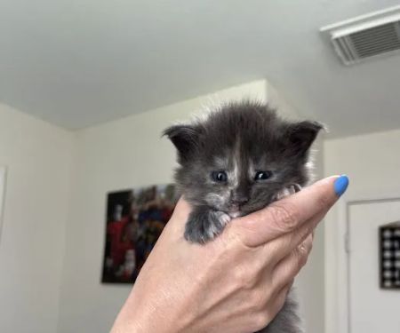 Marina's Maine Coons