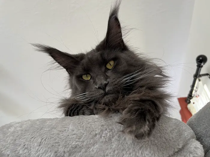 Marina's Maine Coons Picture 5