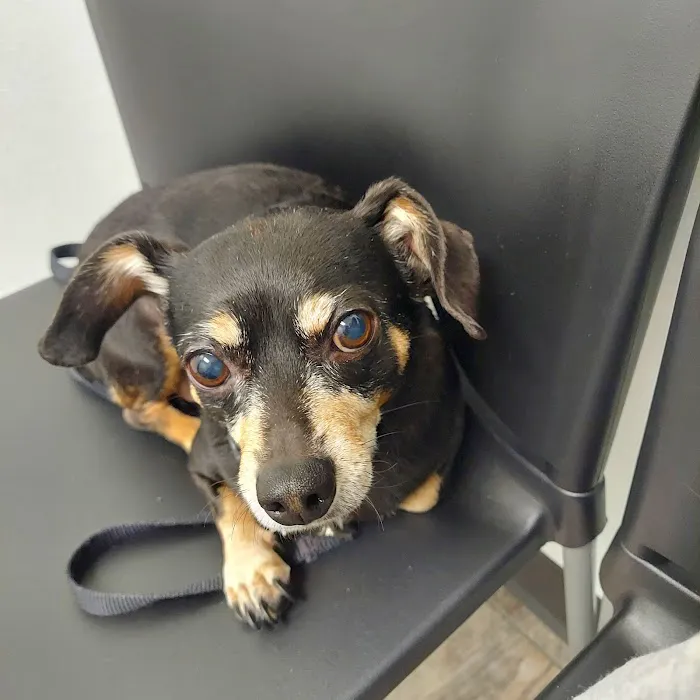 Alvin Animal Clinic Picture 2