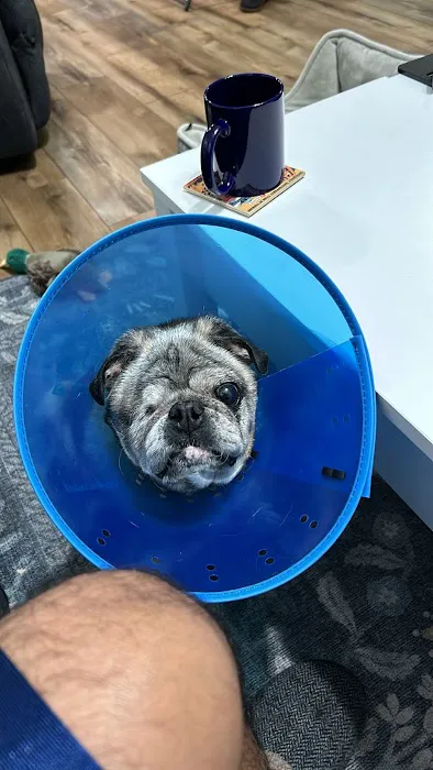 Lone Star Dentistry & Oral Surgery for Animals Picture 2