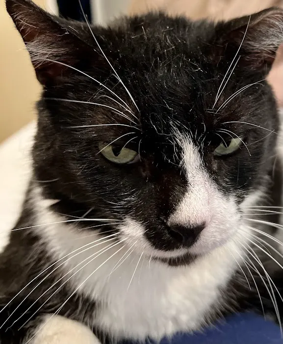 Lone Star Dentistry & Oral Surgery for Animals Picture 5