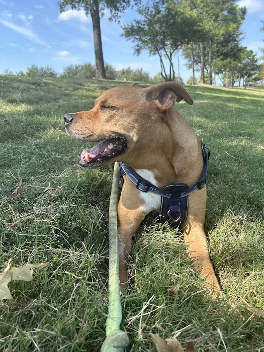 Lone Star Dentistry & Oral Surgery for Animals Picture 6