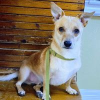 Hwy 6 Veterinary Clinic ico