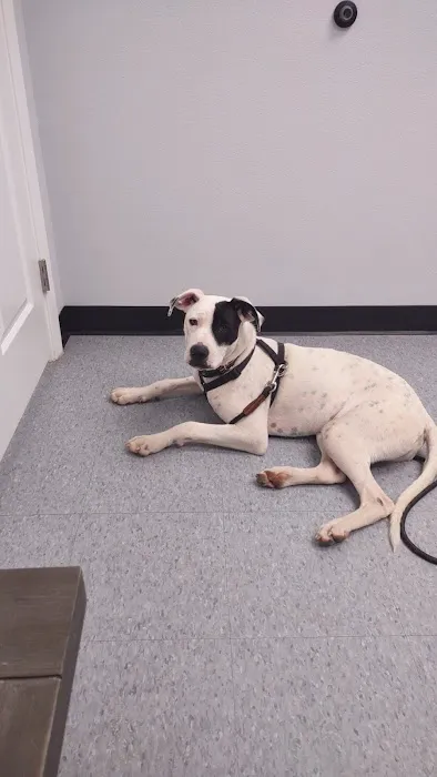 Manvel Lakes Animal Hospital Picture 4