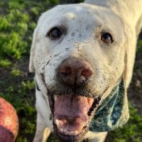Sheldon Family Veterinary ico