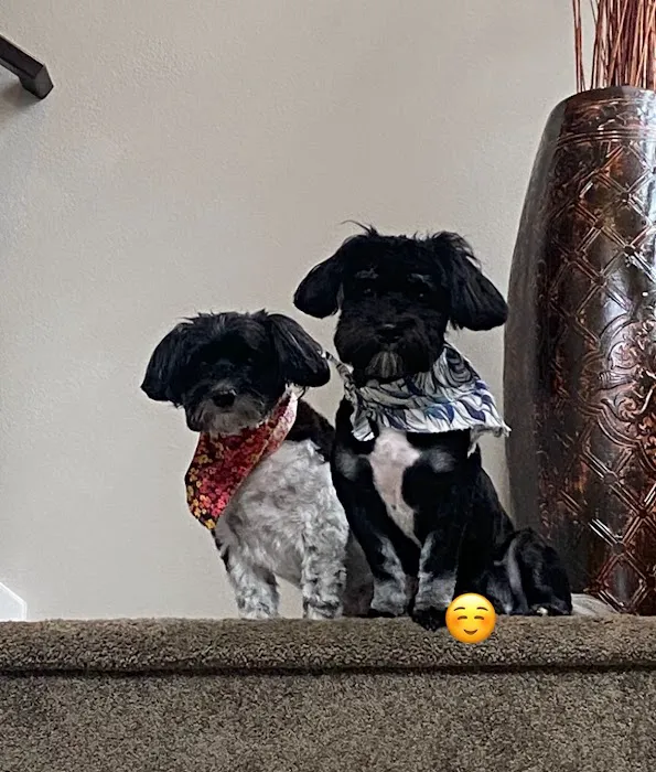 Paw Chi Holistic Veterinary Care Picture 1