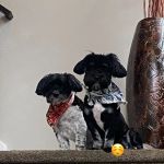 Paw Chi Holistic Veterinary Care