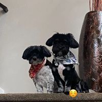 Paw Chi Holistic Veterinary Care ico