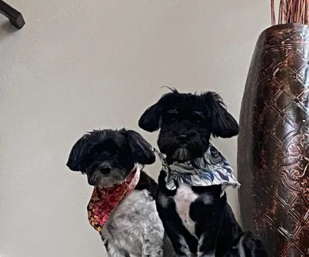 Paw Chi Holistic Veterinary Care
