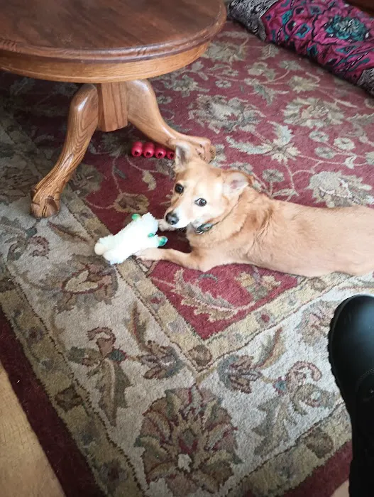 PetCare Veterinary Clinic Picture 9
