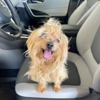 PetCare Veterinary Clinic ico