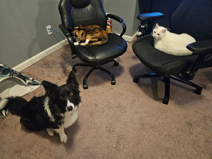 Banfield Pet Hospital Picture 8