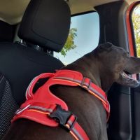 Banfield Pet Hospital ico