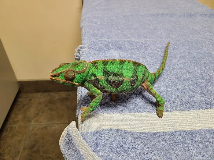 Bird & Pet Clinic of Roseville Picture 5