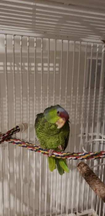 Bird & Pet Clinic of Roseville Picture 8