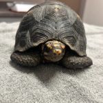 Bird & Pet Clinic of Roseville