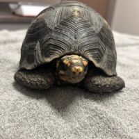 Bird & Pet Clinic of Roseville ico