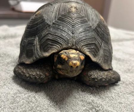 Bird & Pet Clinic of Roseville