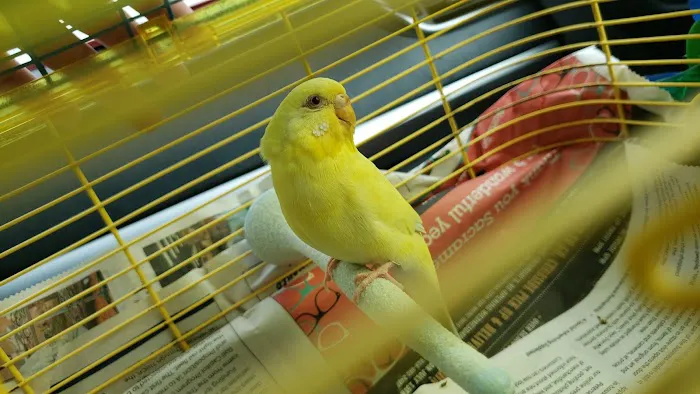 Bird & Pet Clinic of Roseville Picture 3