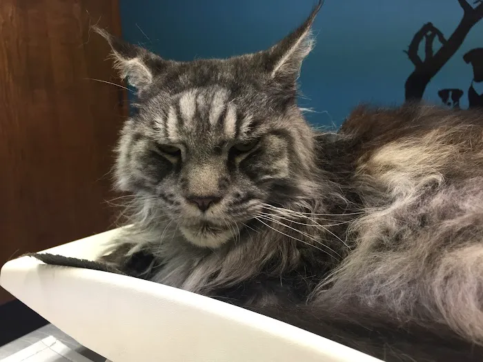 All American City Veterinary Hospital Picture 1