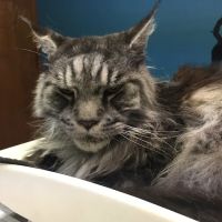 All American City Veterinary Hospital ico
